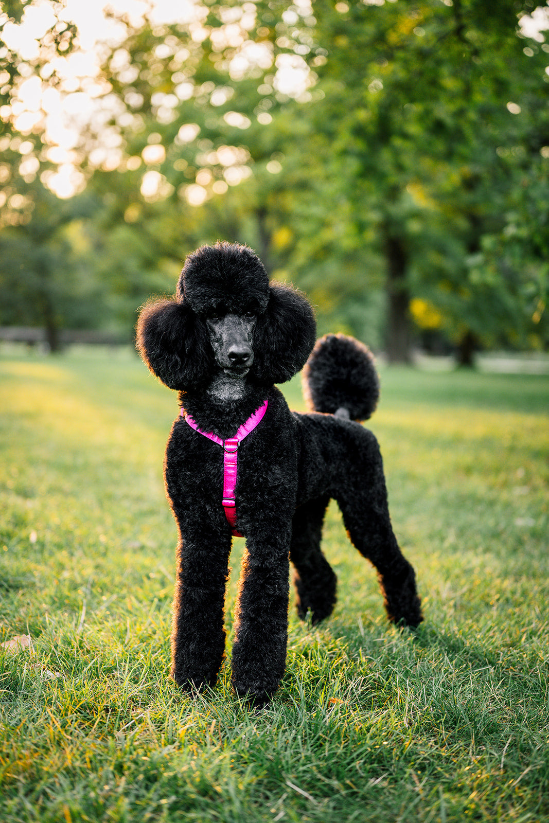Everyday Satin Harness - Spicy Strawberry