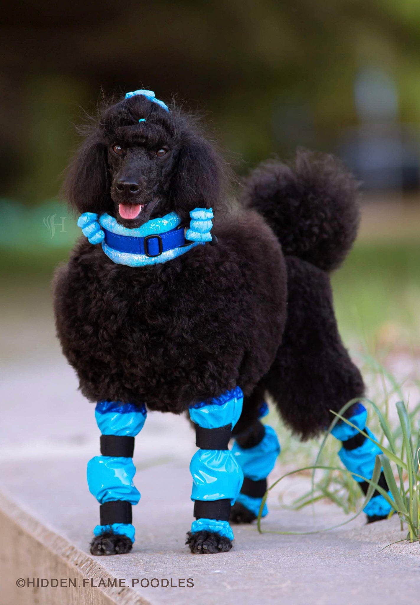 Poodle Supply Set 4 Leg Protectors Full Neon Lime Leopard Toy/ Miniature/ Medium