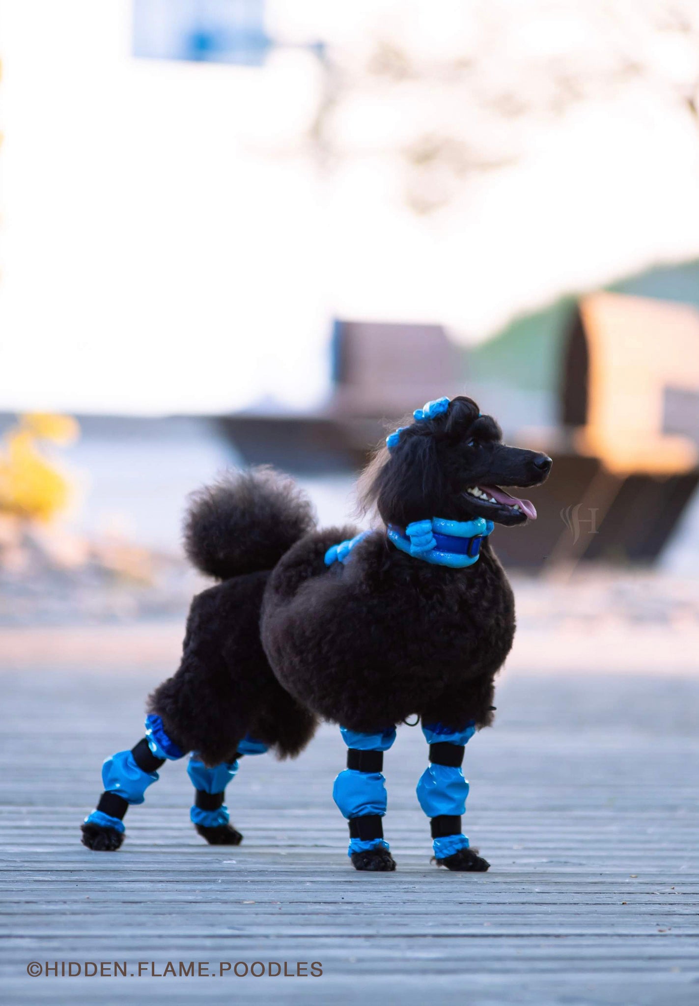 Poodle Supply Set 4 Leg Protectors Full Neon Lime Leopard Toy/ Miniature/ Medium