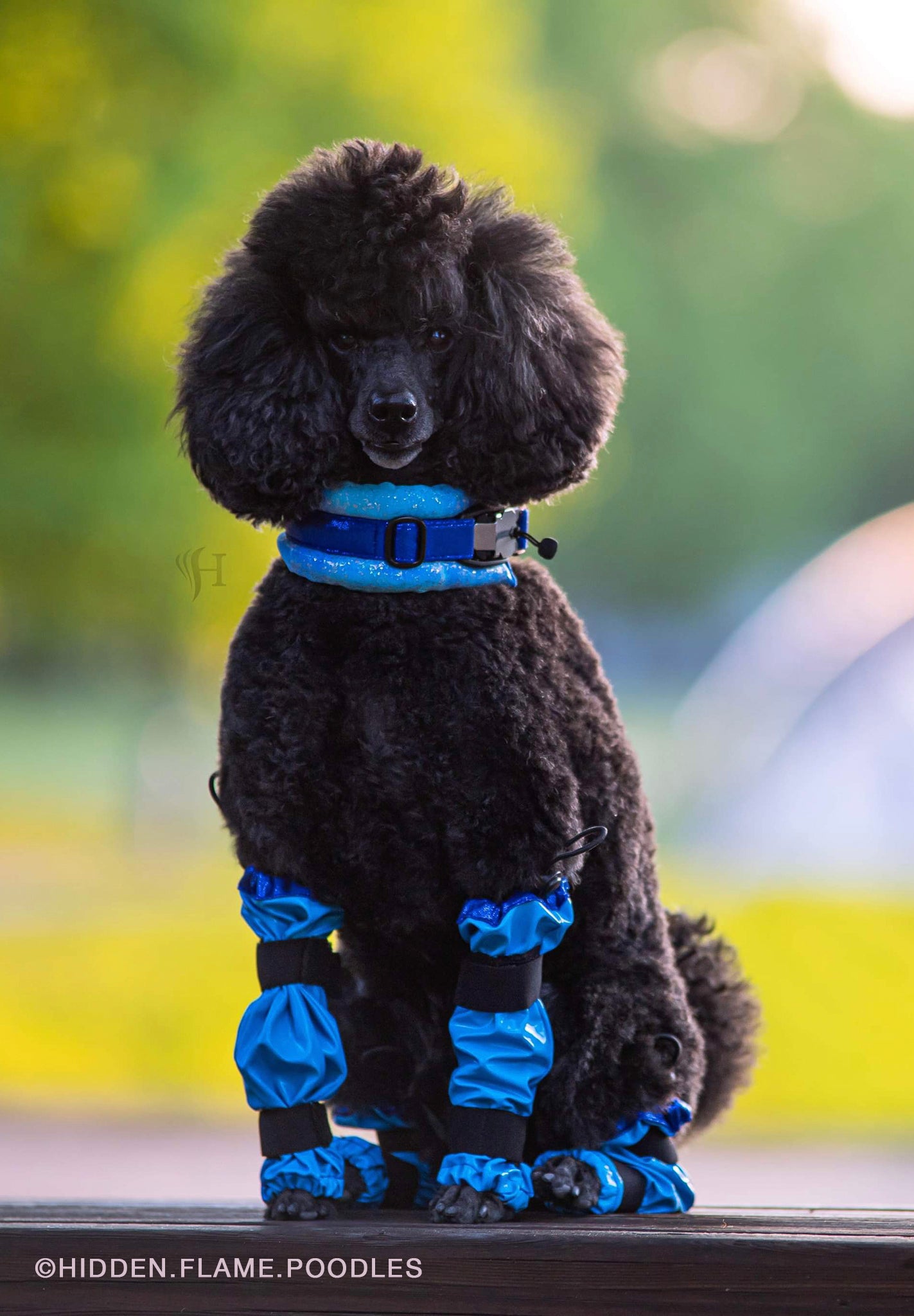 Poodle Supply Set 4 Leg Protectors Full Neon Lime Leopard Toy/ Miniature/ Medium