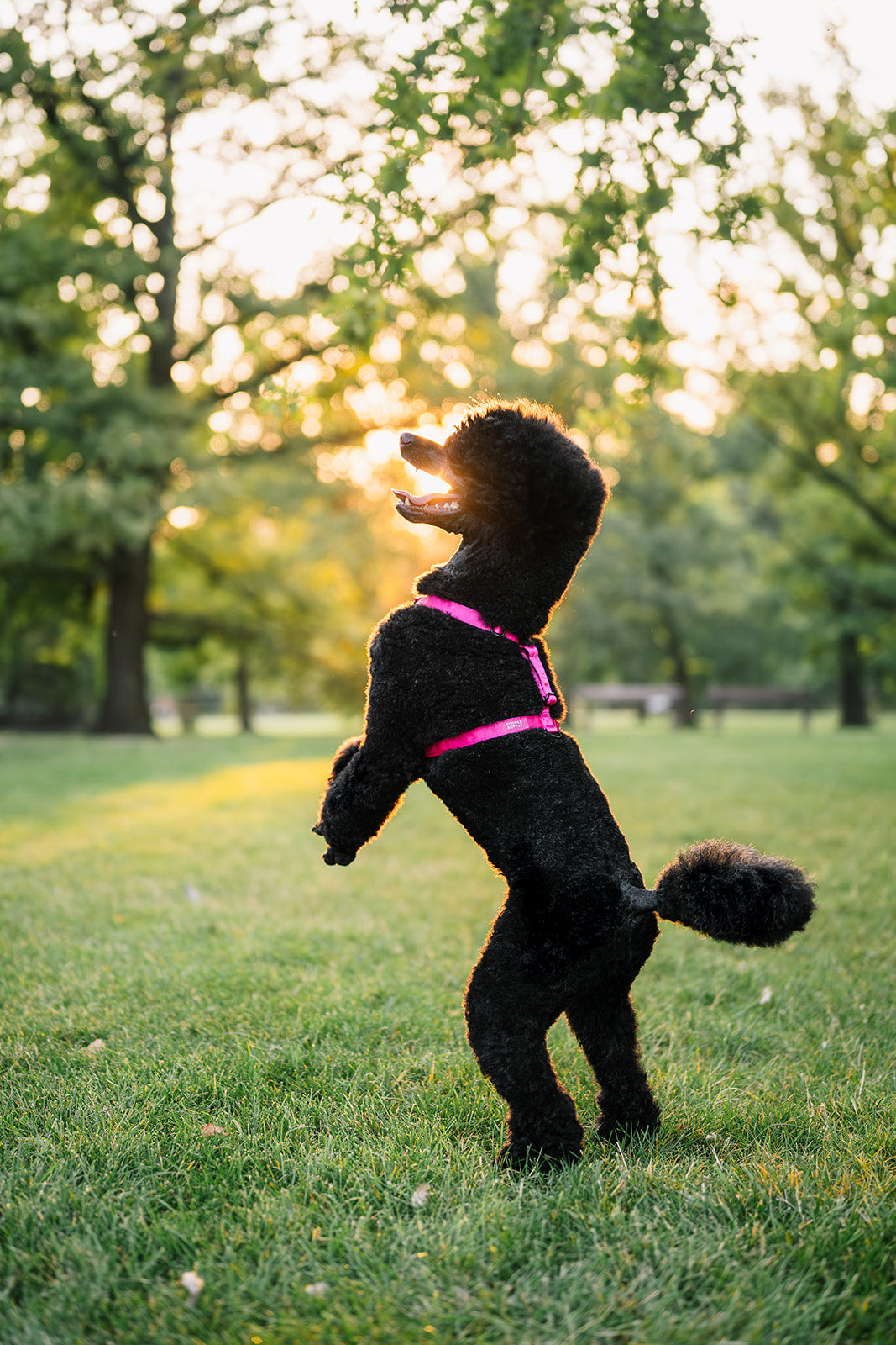 Everyday Satin Harness - Spicy Strawberry
