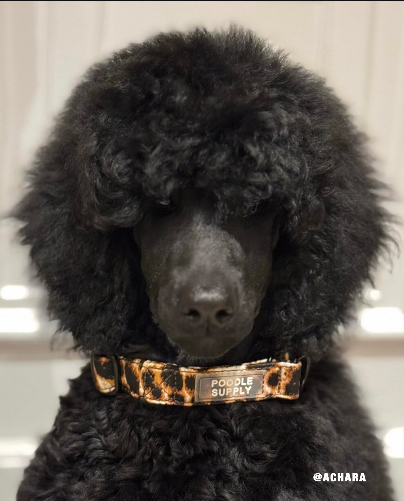 Martingale Collar Candy Satin - Dragonfruit