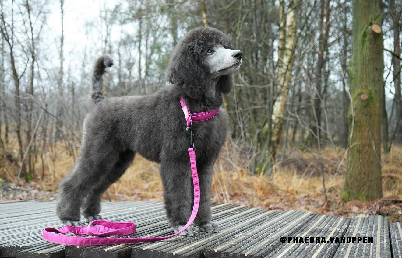 Martingale Collar Candy Satin - Silver