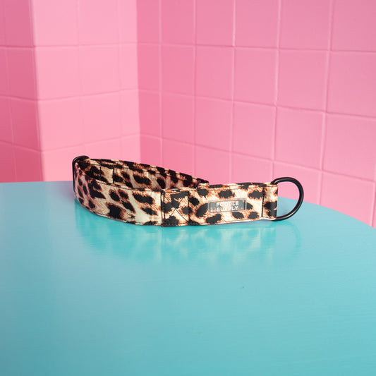 Martingale Collar Leopard Supply - 4cm